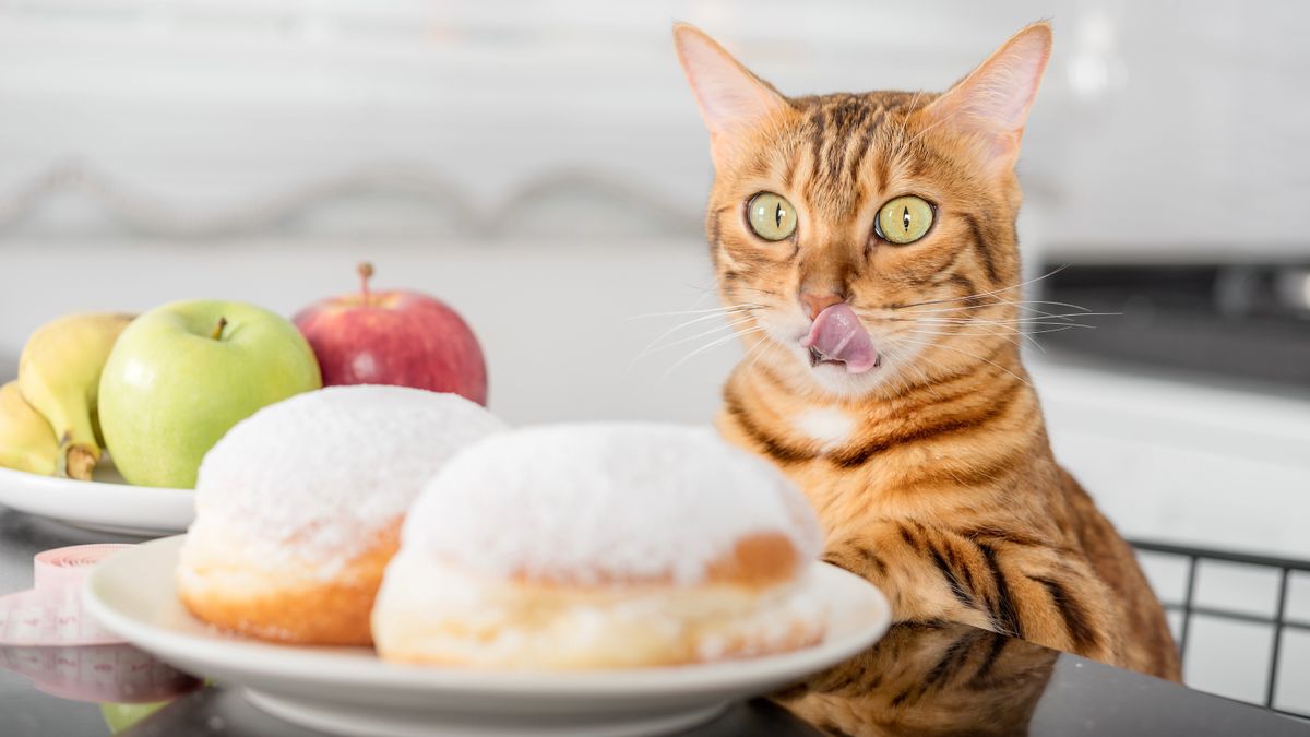 Cat licking their lips looking at donuts