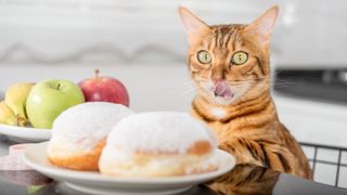 Cat licking their lips looking at donuts