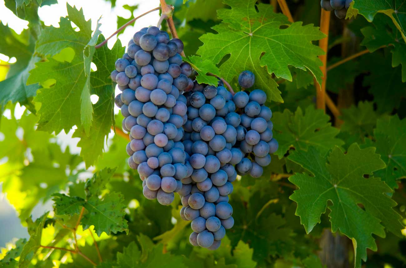 Sangiovese Grape