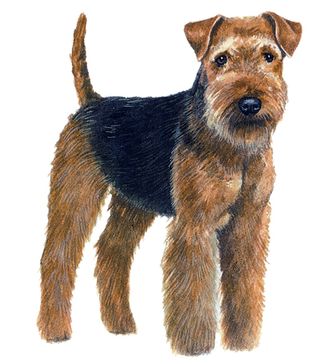 Lakeland terrier