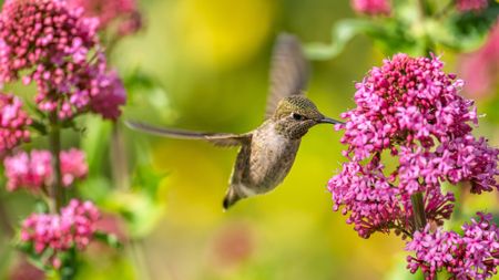 Hummingbird on red valerian plant