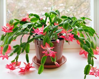 Thanksgiving cactus – Schlumbergera truncata – in pot