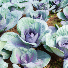 Red cabbage growing in vegetable patch. 