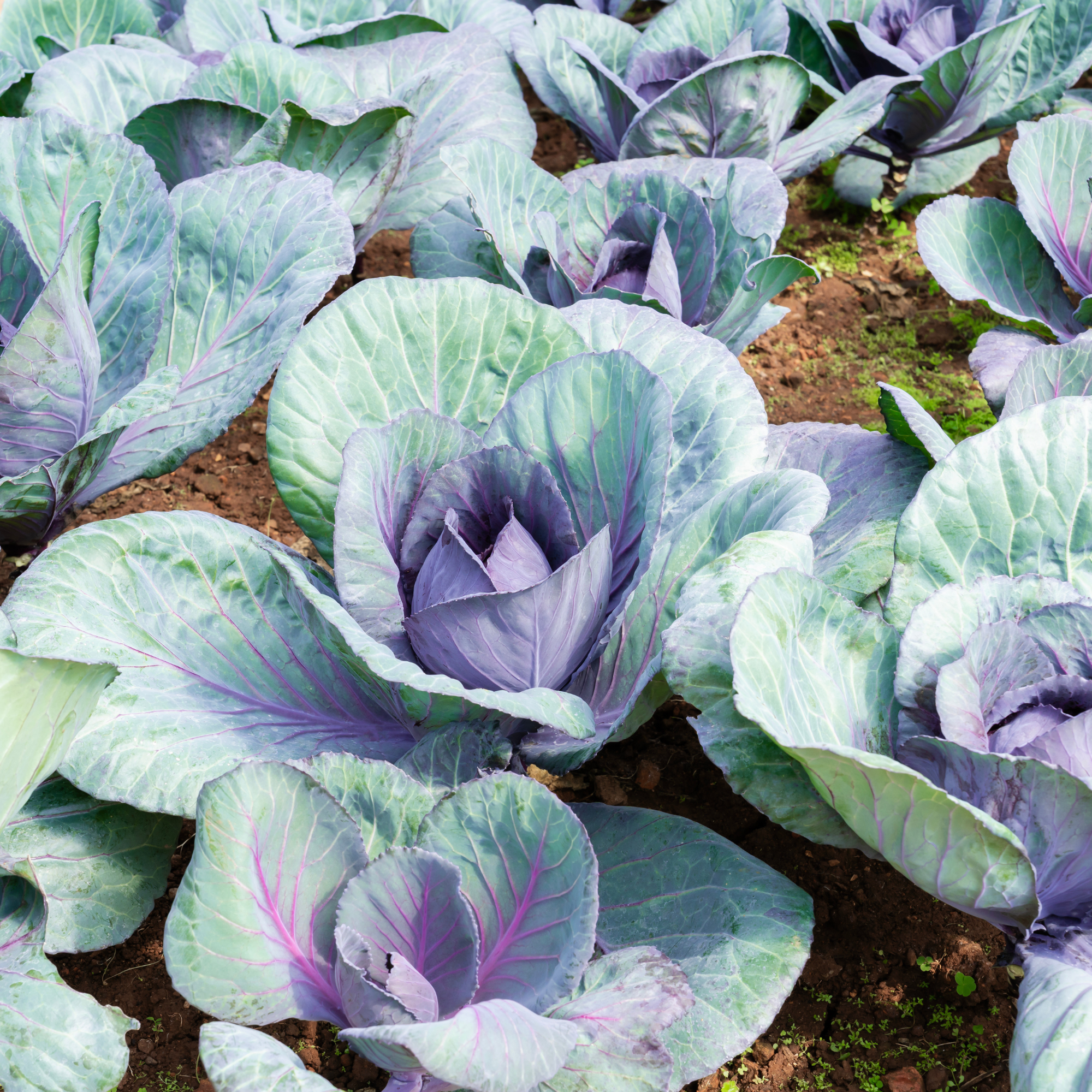 Red cabbage growing in vegetable patch. 