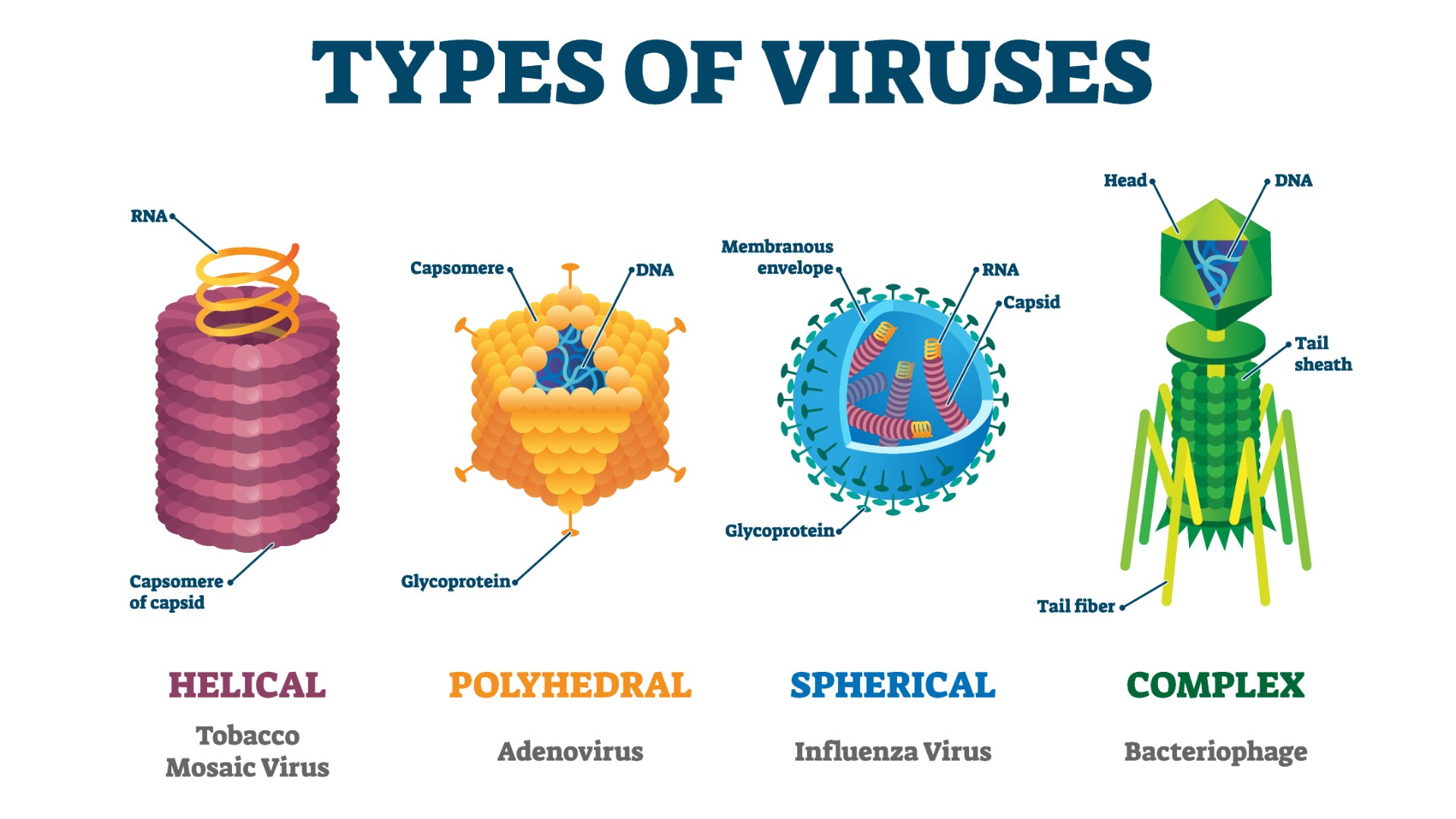 Labeled diagram of the types of virus (from left to right - Helical, polyhedral, spherical and complex structure models).