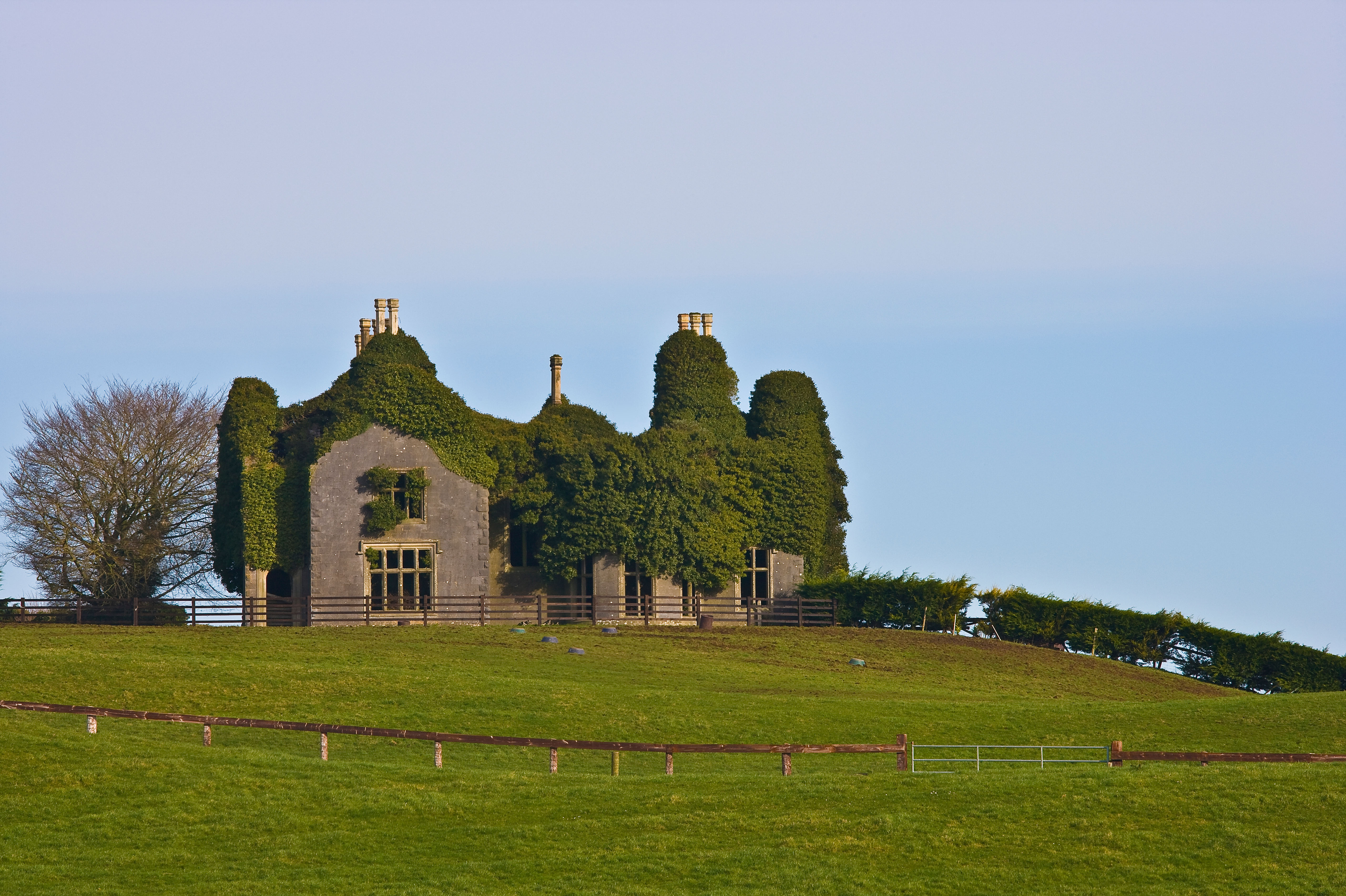 A large derelict tudor house, with no roof and covered in ivy, in a field