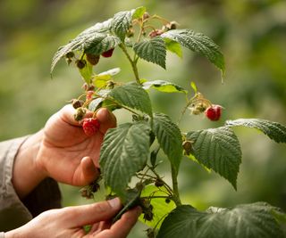 Hands picking fruit from a raspberry plant with red fruit