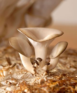 oyster mushrooms growing inside