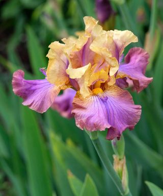 Tall Bearded Iris 'Carnaby'