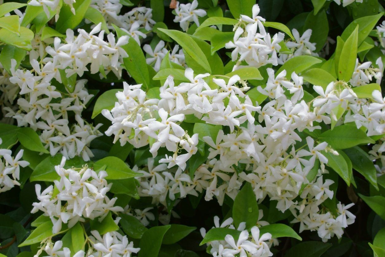 White Flowered Shade Tolerant Vines