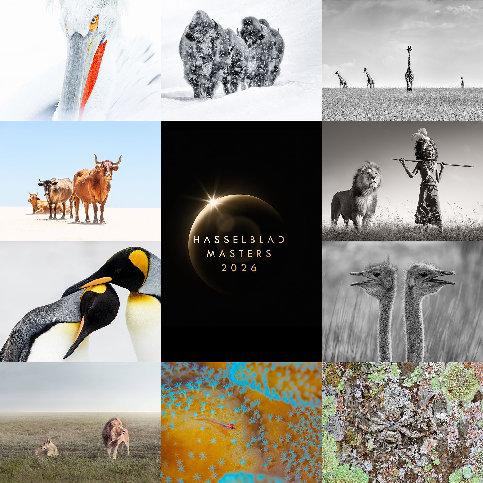 Hasselblad Masters 2026 Finalists Announced