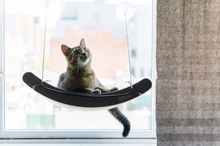 A tabby cat hands out in one of the best cat hammocks.