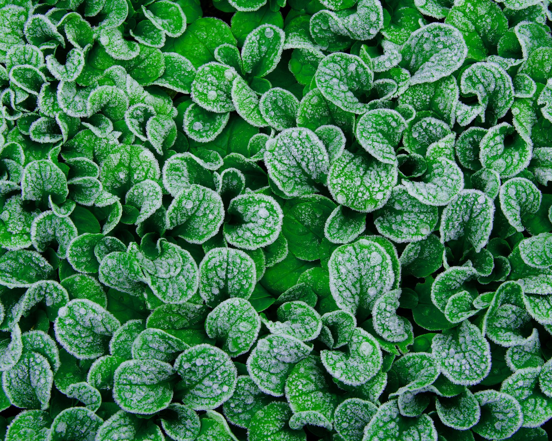 corn salad growing on a frosty morning