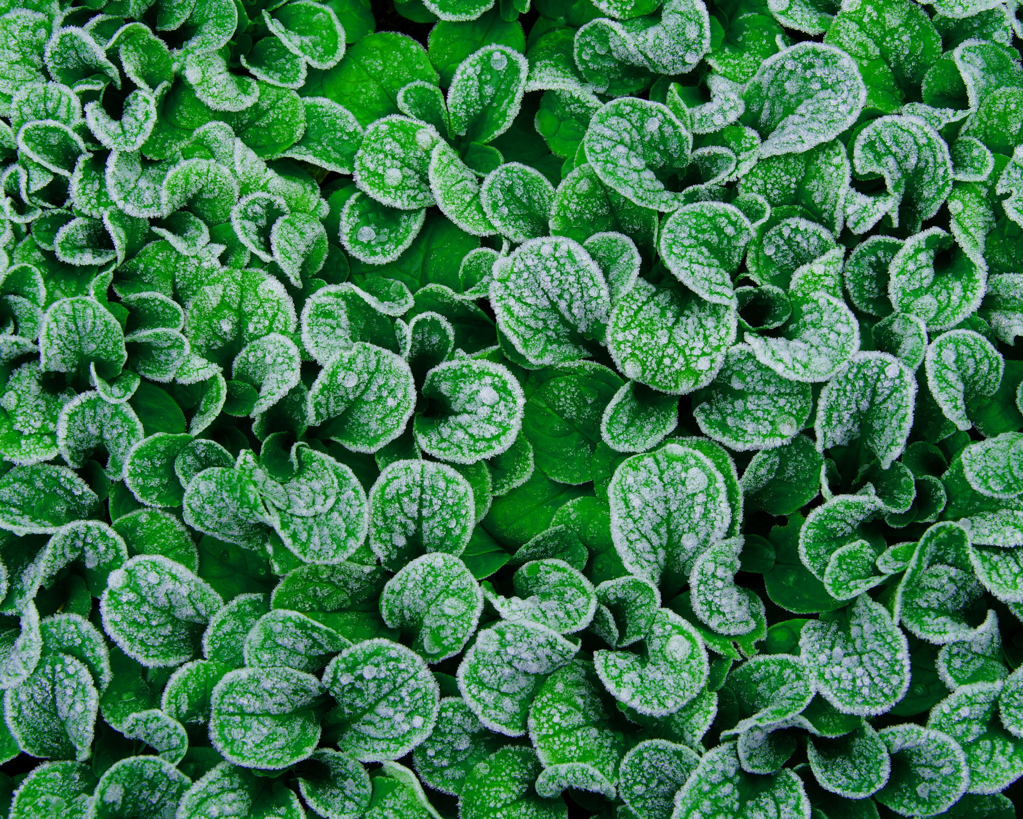 corn salad growing on a frosty morning