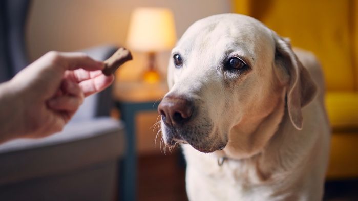 Person&#039;s hand holding out one of the best diabetic dog treats to a Labrador