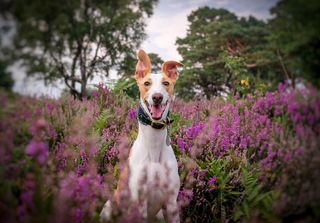 RSPCA Young Photographer Awards