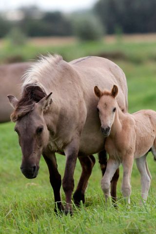 Cute Mother and Baby Animal Pics