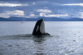 An orca sticks its head out of the water on a cloudy day off the coast of San Juan Island in Washington