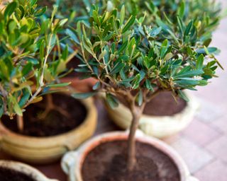 Olive trees in pots on a patio