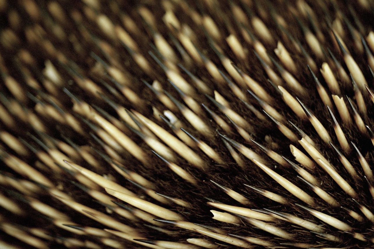 a close-up of echidna spines