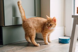 Ginger cat standing up with tail in the air spraying
