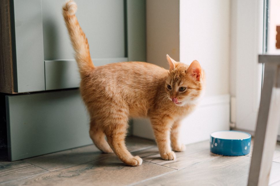 What does a cat spraying look like? And why do they do it? | PetsRadar