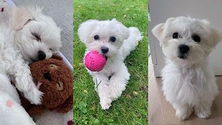 A collage of puppy pictures taken on an iPhone 11