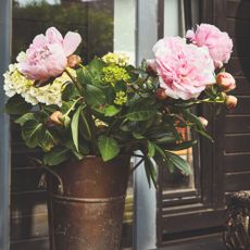 Peonies in the garden