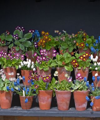 Large auricula theater with potted spring flowers