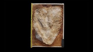 A 3D image of the 220 million-year-old footprint from Ipswich, Australia.