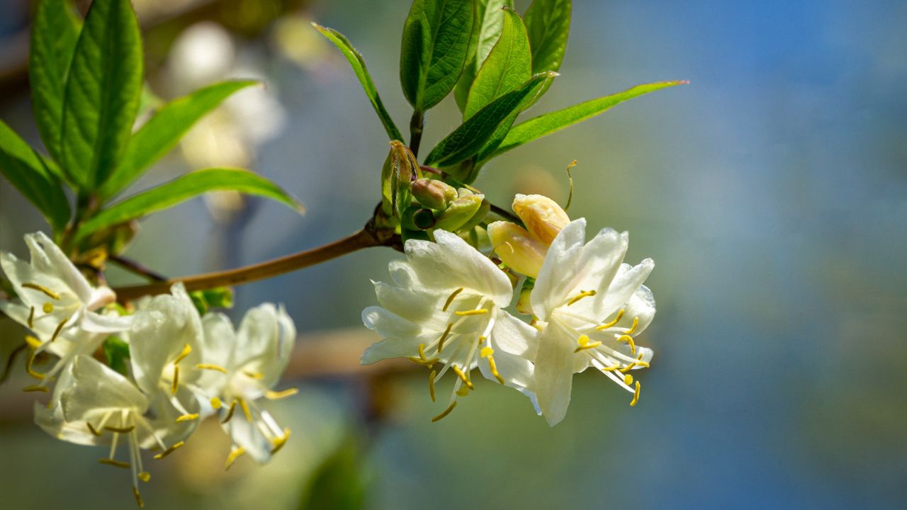 Winter honeysuckle