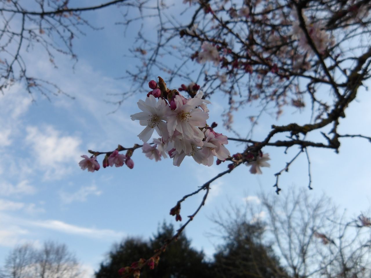 Image of cherry blossom taken on Pentax WG-1000.