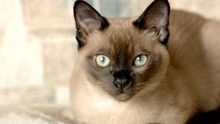 close up of a Tonkinese cat