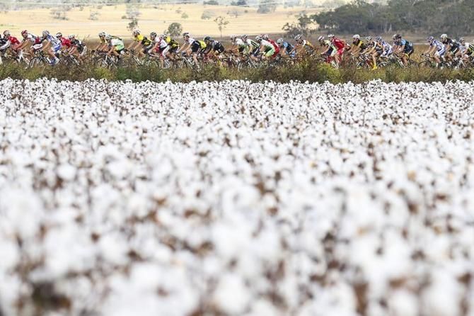 Stage 4 of the Tour of Toowoomba hits the cotton fields