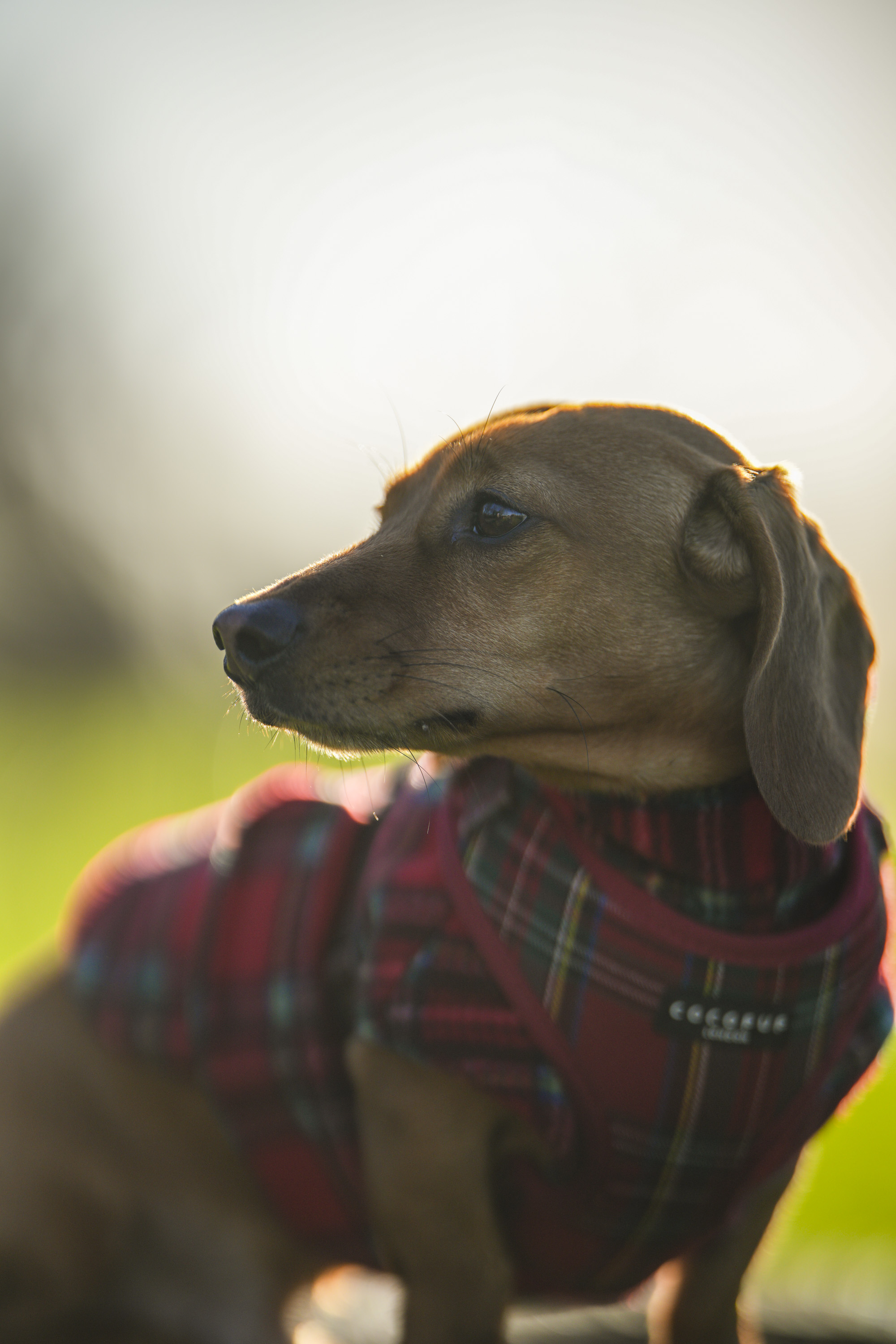 Test shots of a sausage dog dachshund with Sigma 135mm f/1.4 DG Art lens on a Sony A7R IV body