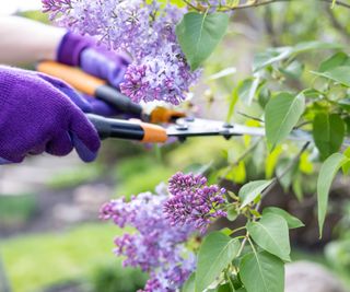 A person cutting a lilac with garden shears