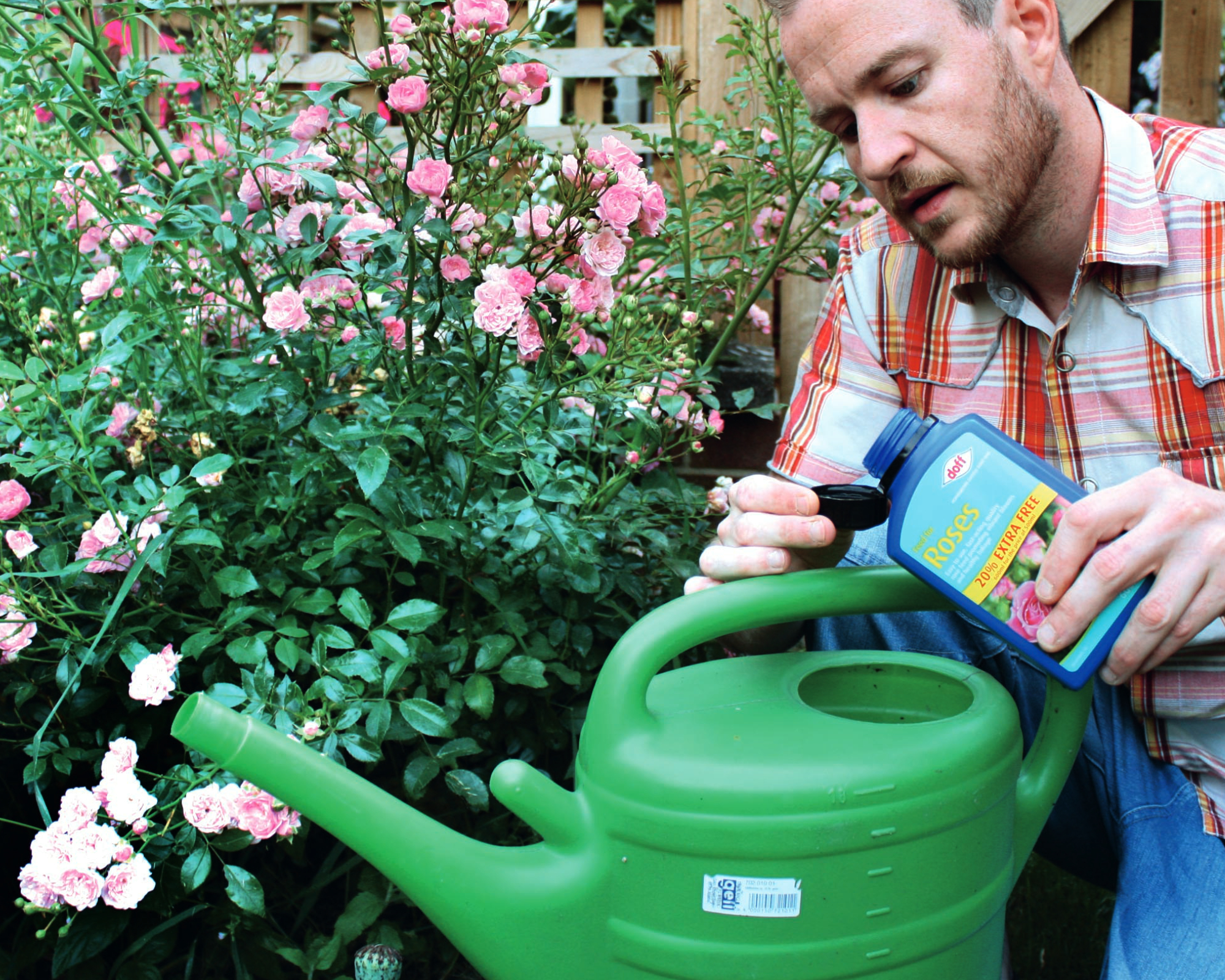 Liquid feed for roses
