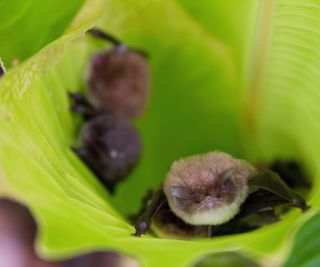 Three small bats in a green leaf.