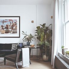 A brilliant white-painted living room with a large houseplant in the corner and a black velvet sofa