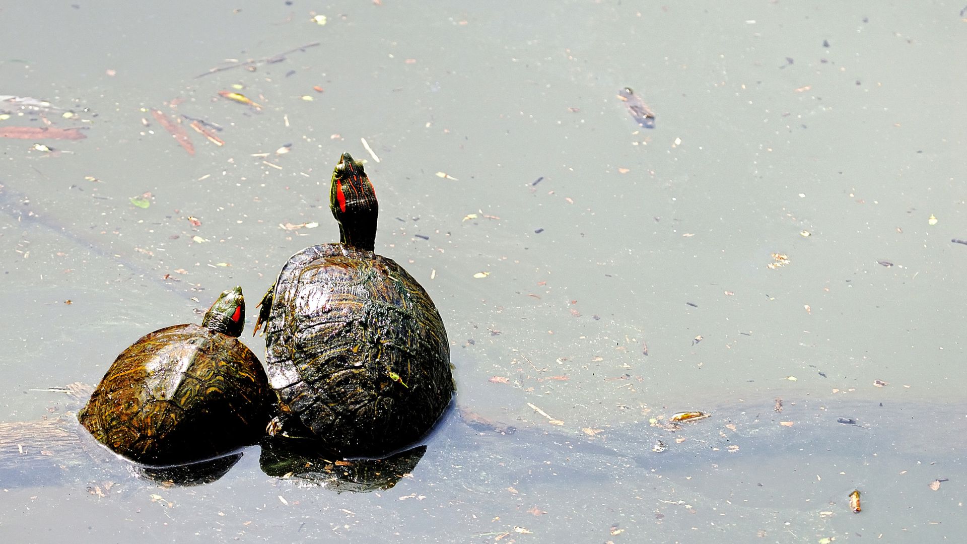 Painted Turtles