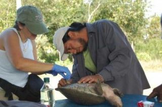 Central American river turtle