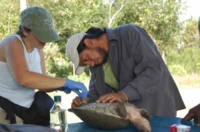 Central American river turtle