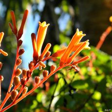 Firebush Cuttings