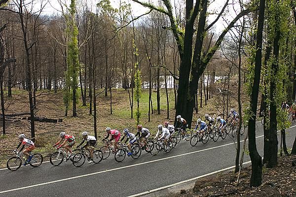 The peloton make their way through a re-growth area of Gippsland during the second stage of the tour.