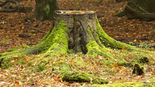 Tree stump with large roots covered in moss