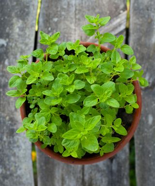 Oregano growing in terracotta pot on wooden table