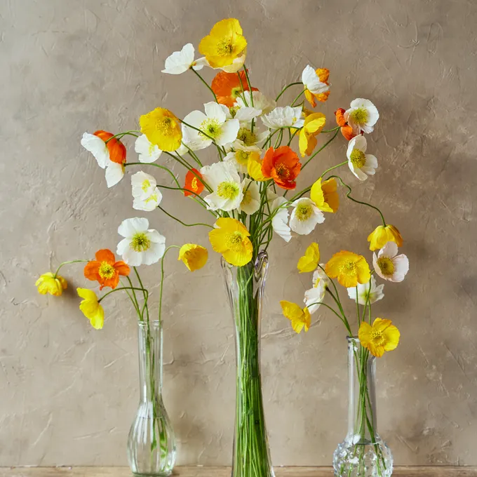 Yellow red and orange poppies in three glass vases