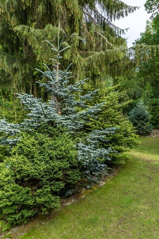 Norway spruce with other evergreen trees in a garden