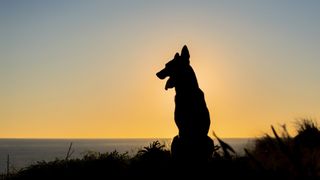 Dog silhouette against sunset