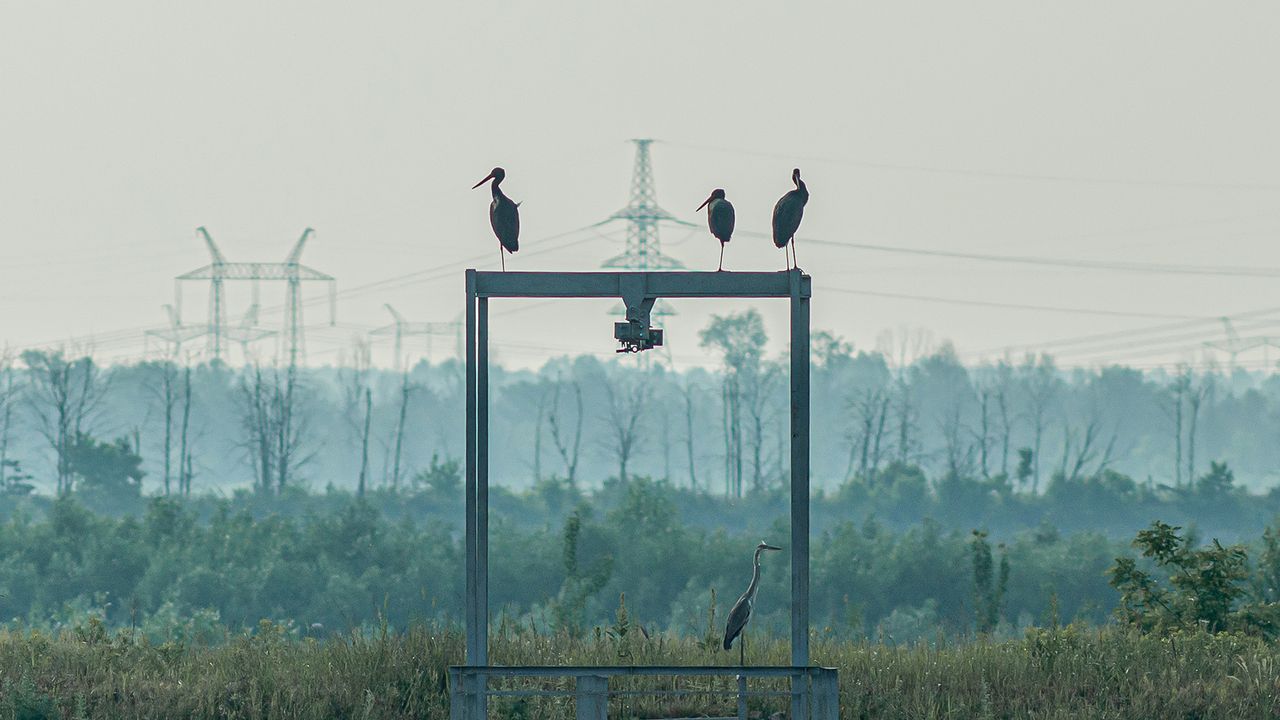 Three large storks sit on top of a large metal frame with a forest in the background